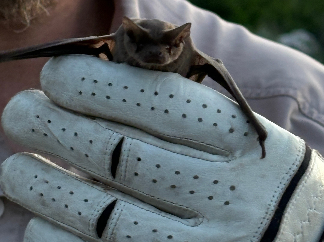 Frio Bat Flight Tours-Concan必去景点