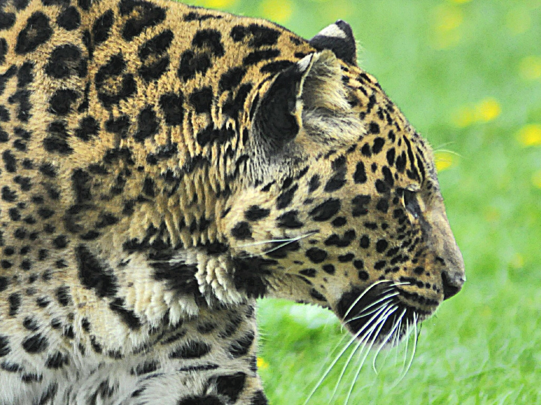 Wolds Wildlife Park-Horncastle必去景点