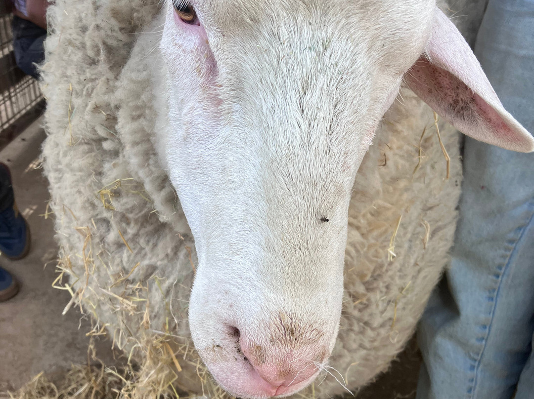 Farm Sanctuary-ACTON)必去景点