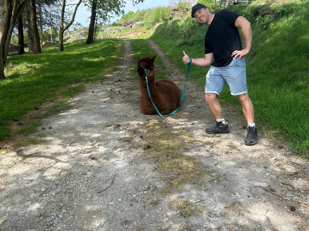 Naze View Farm Alpaca Experience-Whaley Bridge必去景点