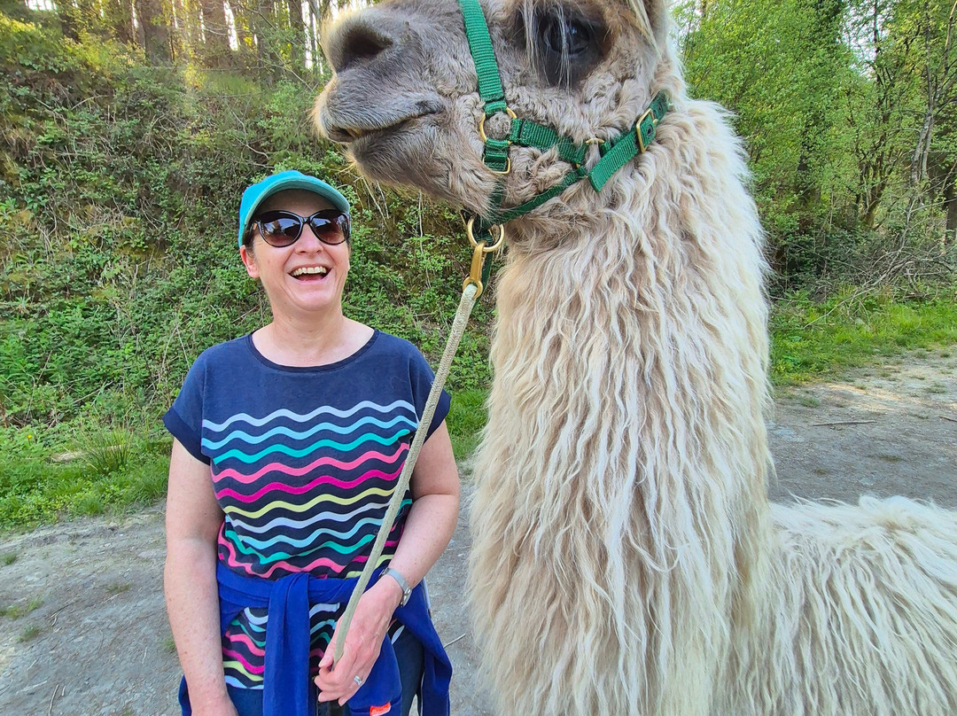 Pembrokeshire Llama Sanctuary-Llandissilio必去景点