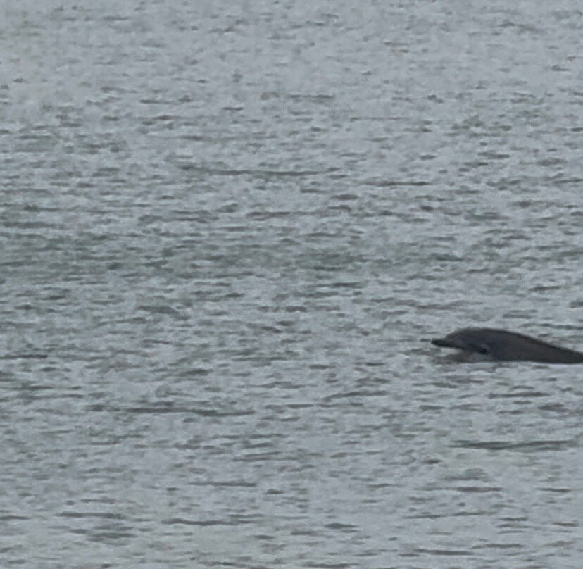 SeaMor Dolphin Watching Boat Trip-纽基必去景点