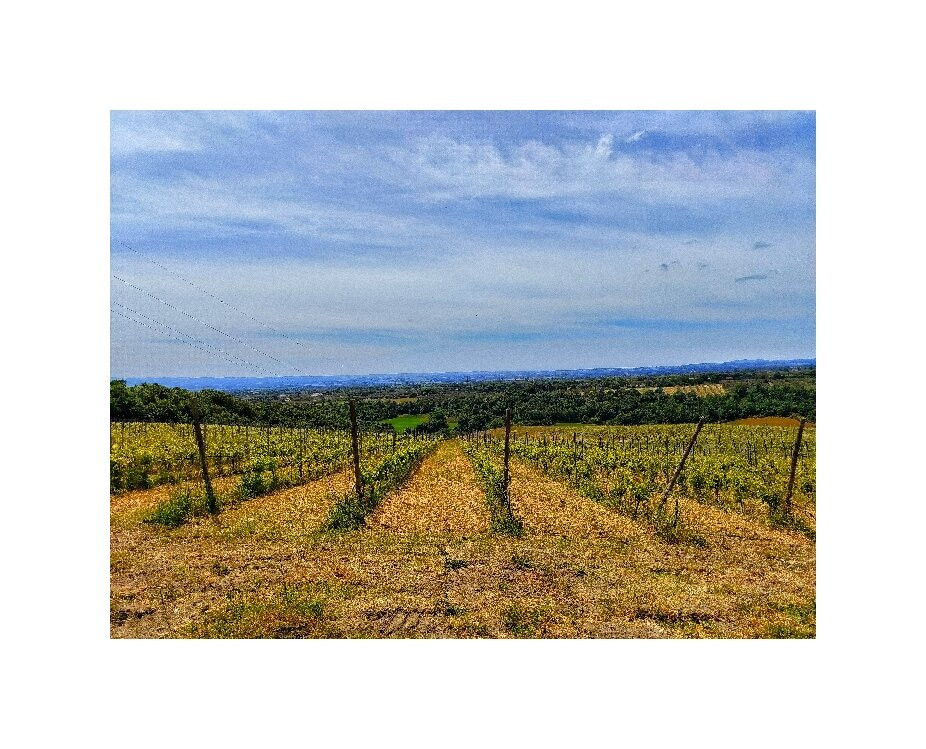 Poggio Bbaranèllo -Vignaioli Controvento