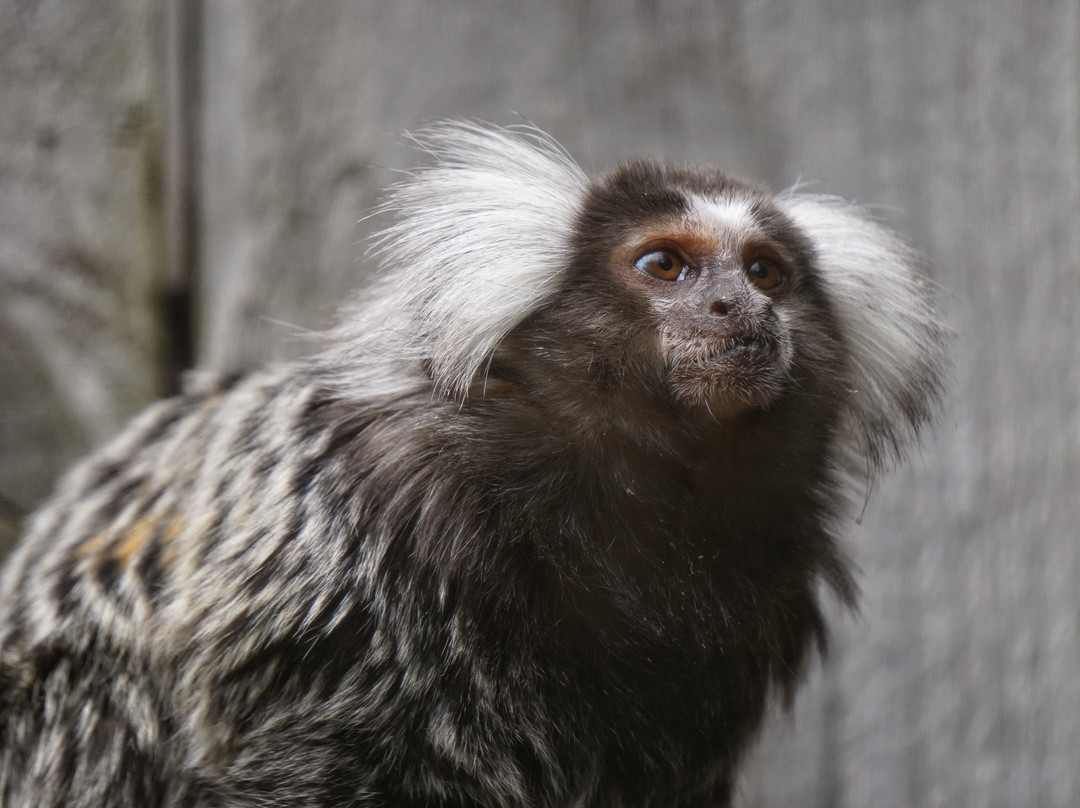 Wild Zoological Park-Bobbington必去景点