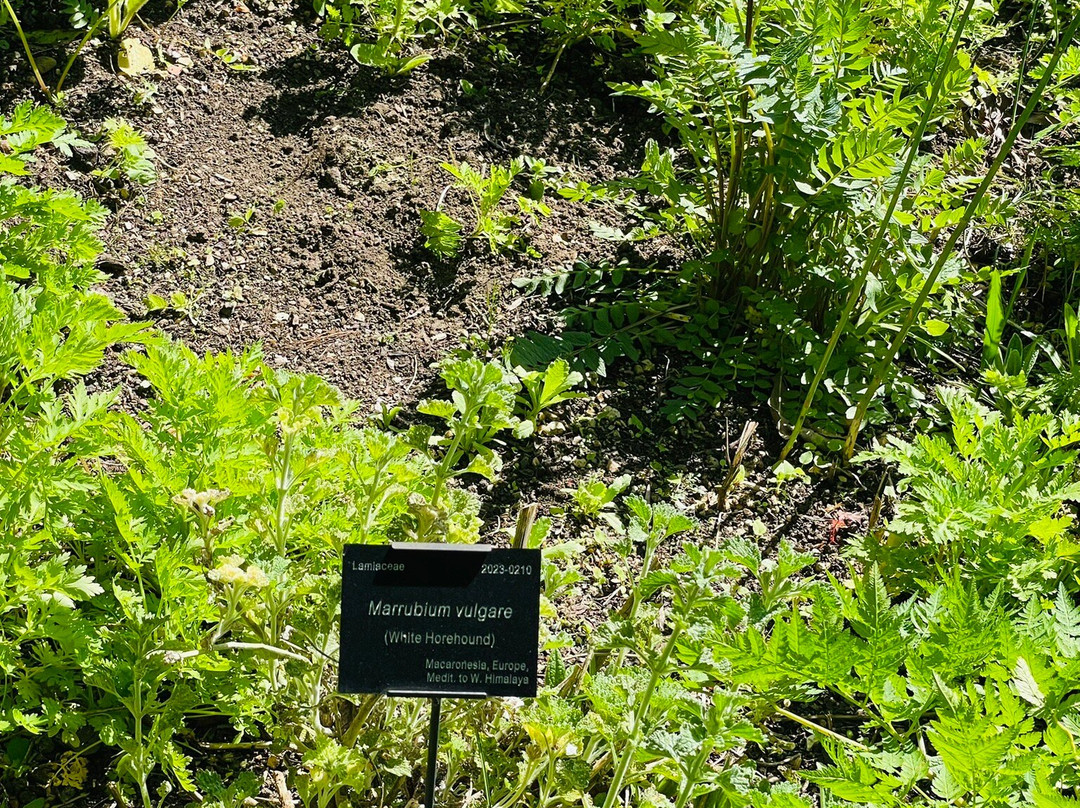 University of Oxford Botanic Garden-牛津必去景点