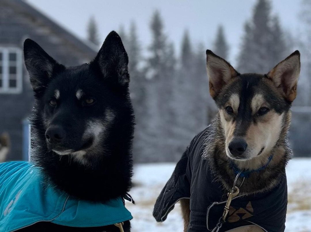 Petter Karlsson Sleddogs-Slussfors必去景点