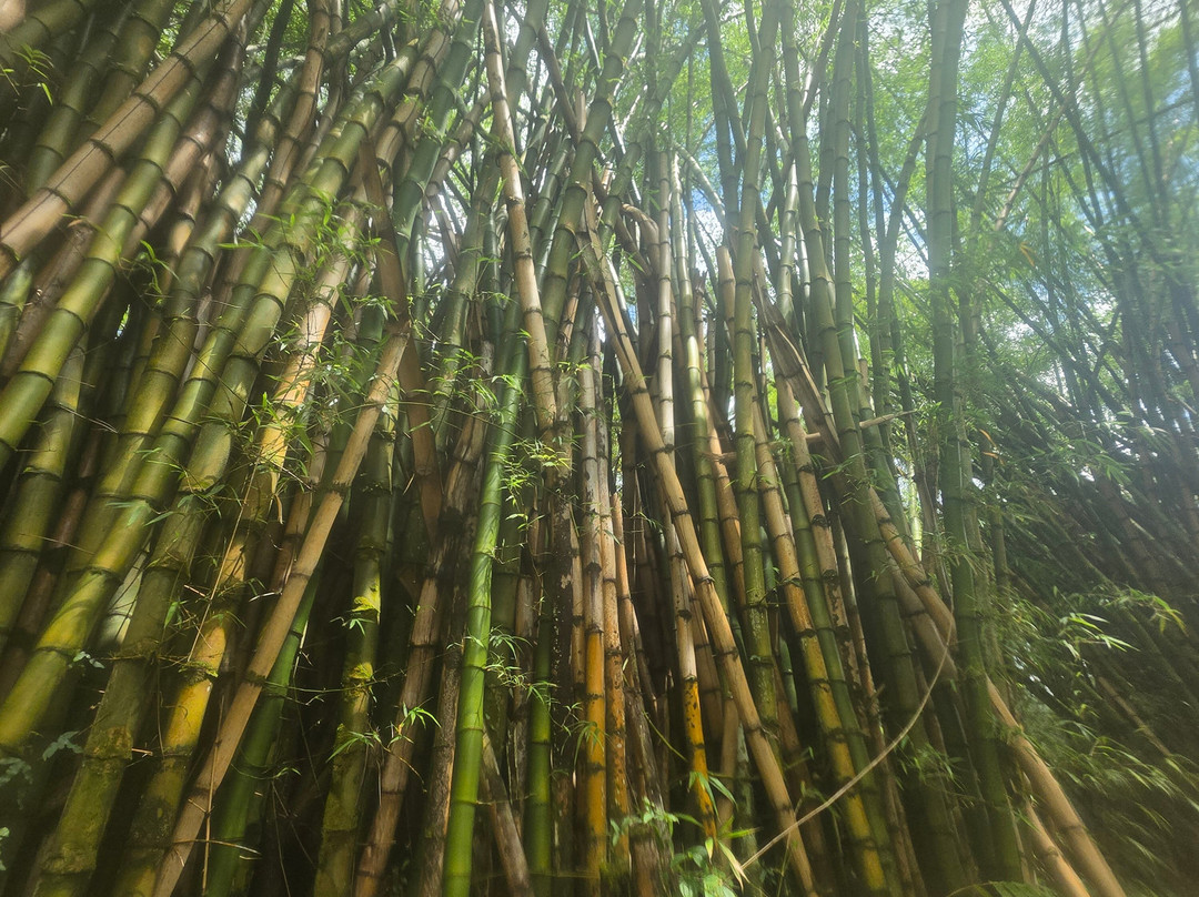 Kauai Backcountry Adventures-哈纳玛鲁必去景点