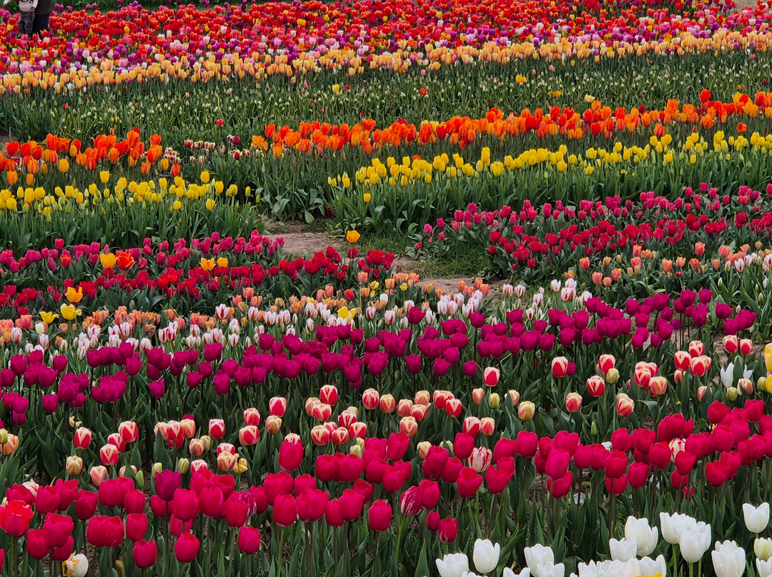 Tulleys Tulip Garden - Warwickshire-沃里克必去景点