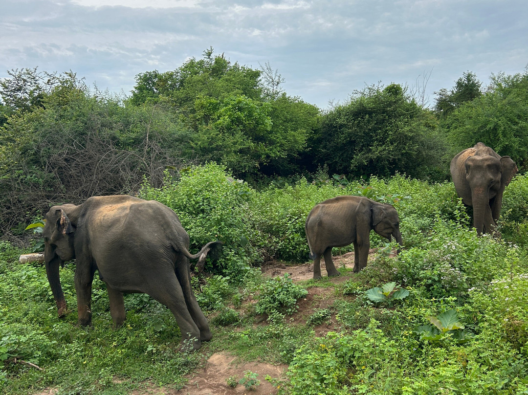 Udawalawe Safari Kingdom-乌达瓦拉瓦必去景点