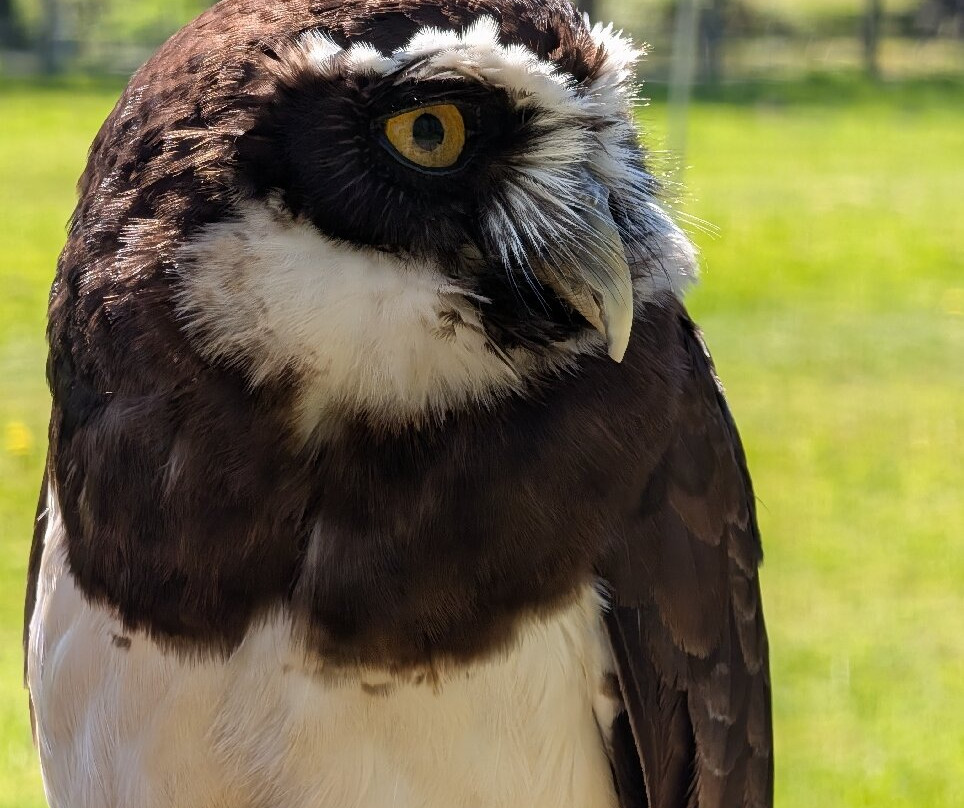 Surrey Hills Falconry-Ockley必去景点