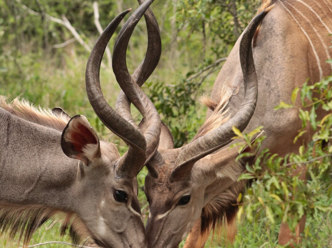 Kruger Park Game Drives-马里兰必去景点