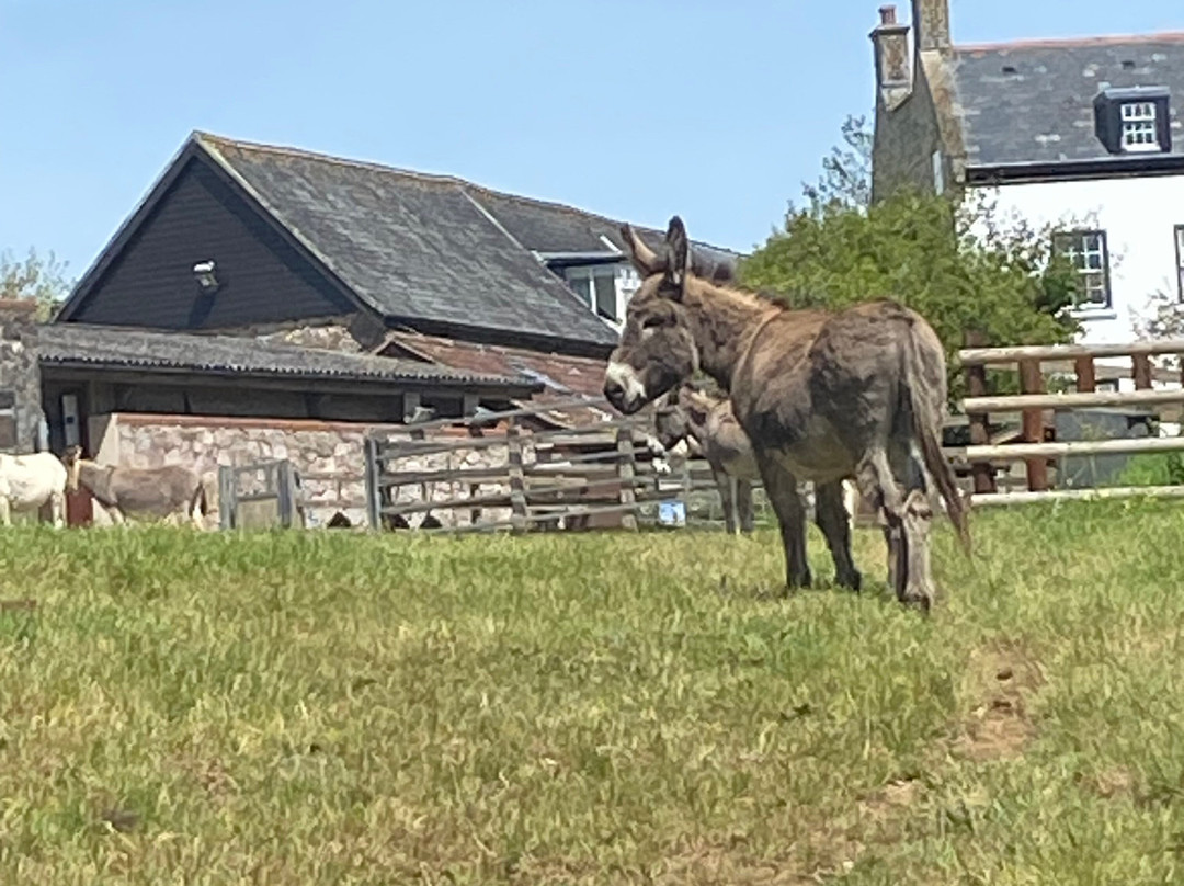 The Donkey Sanctuary-西德茅斯必去景点