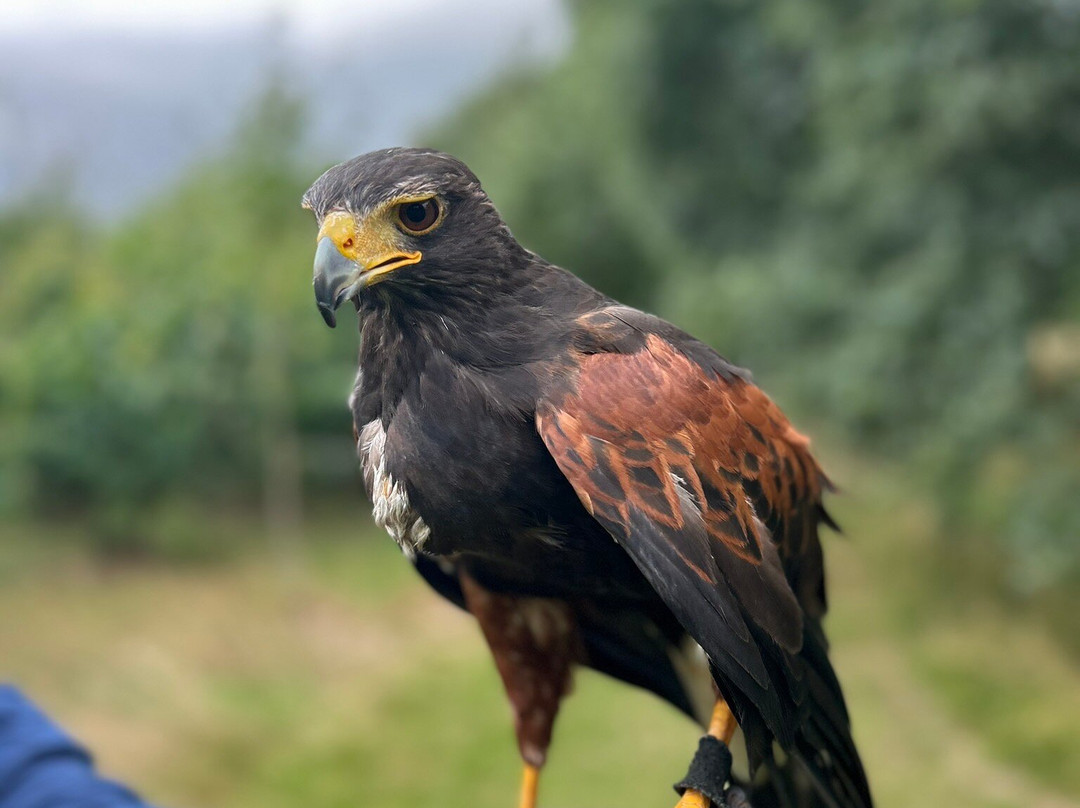 Killarney Falconry-基拉尼必去景点