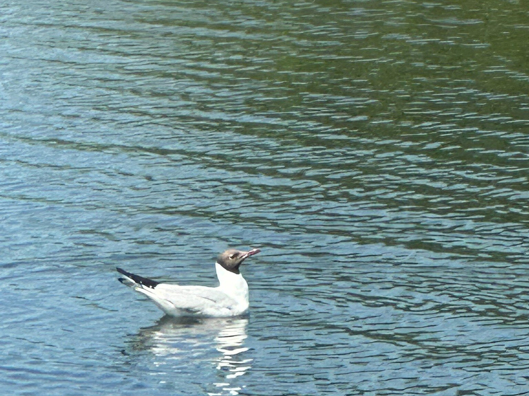 RSPB Weymouth Wetlands at Radipole Lake Nature Reserve-韦茅斯必去景点