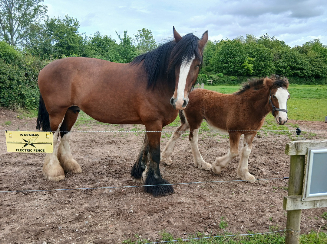 Cotebrook Shire Horse Centre-Cotebrook必去景点