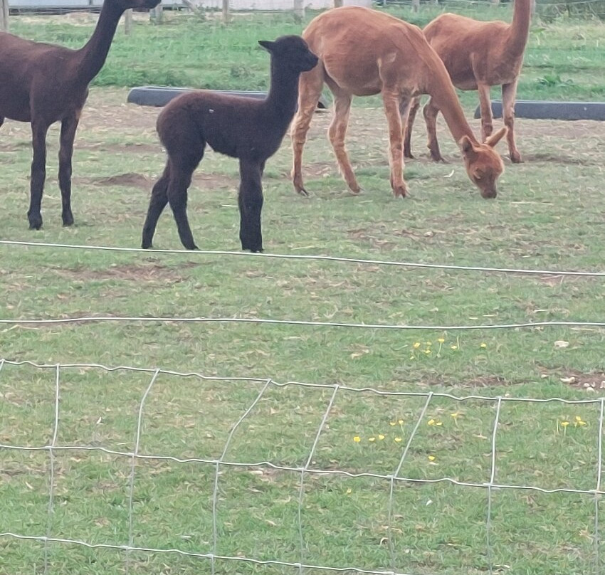 J and J Alpacas-特伦特河畔纽瓦克必去景点