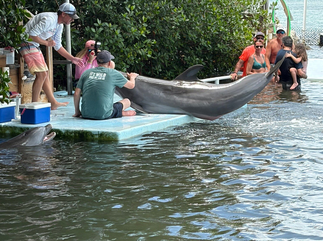 Dolphin Research Center-Grassy Key必去景点