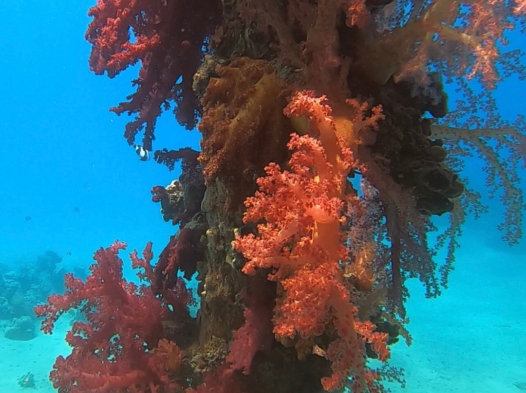 Orca Dive Club Safaga-Safaga必去景点