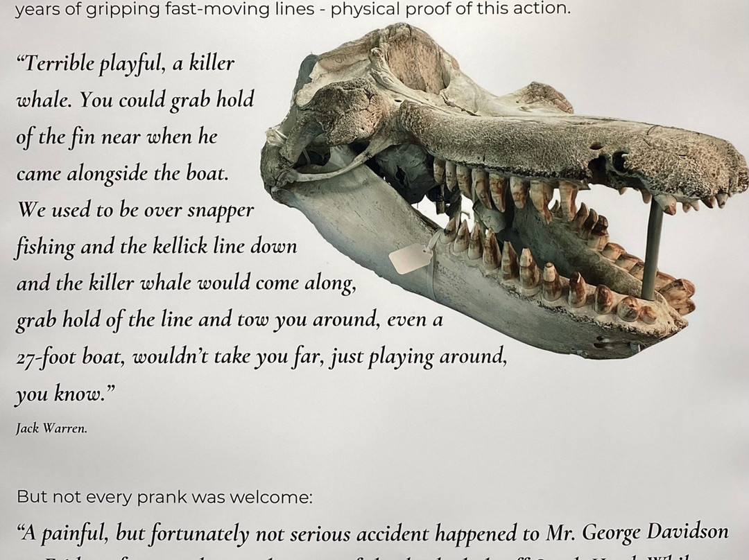 Killer Whale Museum-伊登港必去景点