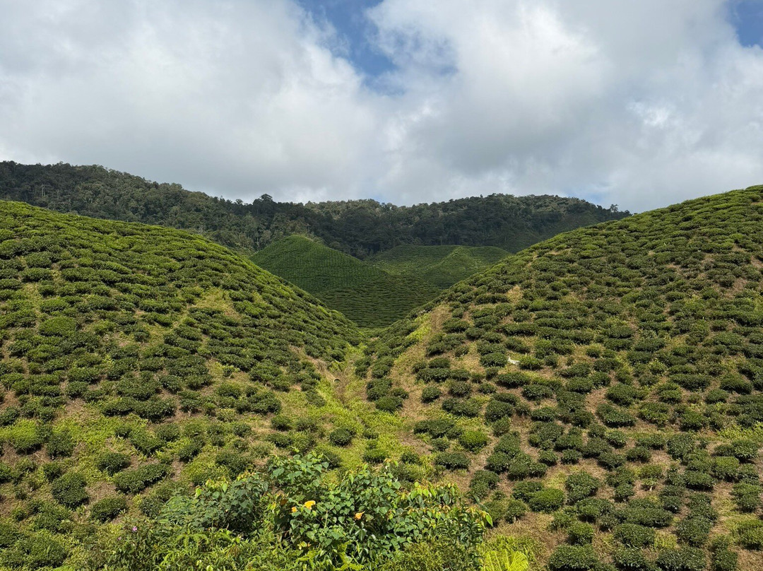 Cameron Valley Tea-丹那拉塔必去景点