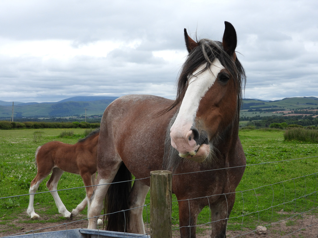Hay Farm Heavy Horse Centre-特威德河畔贝里克必去景点