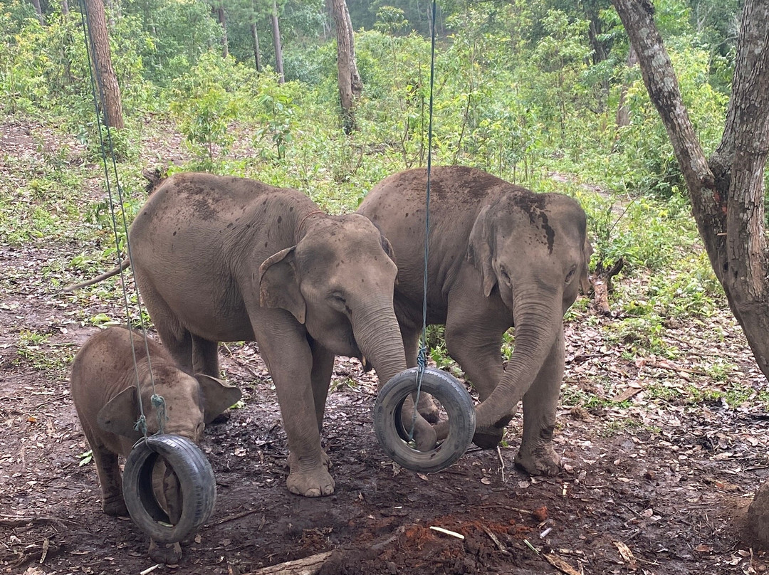 Blue Daily Elephant Care Sanctuary-清迈必去景点