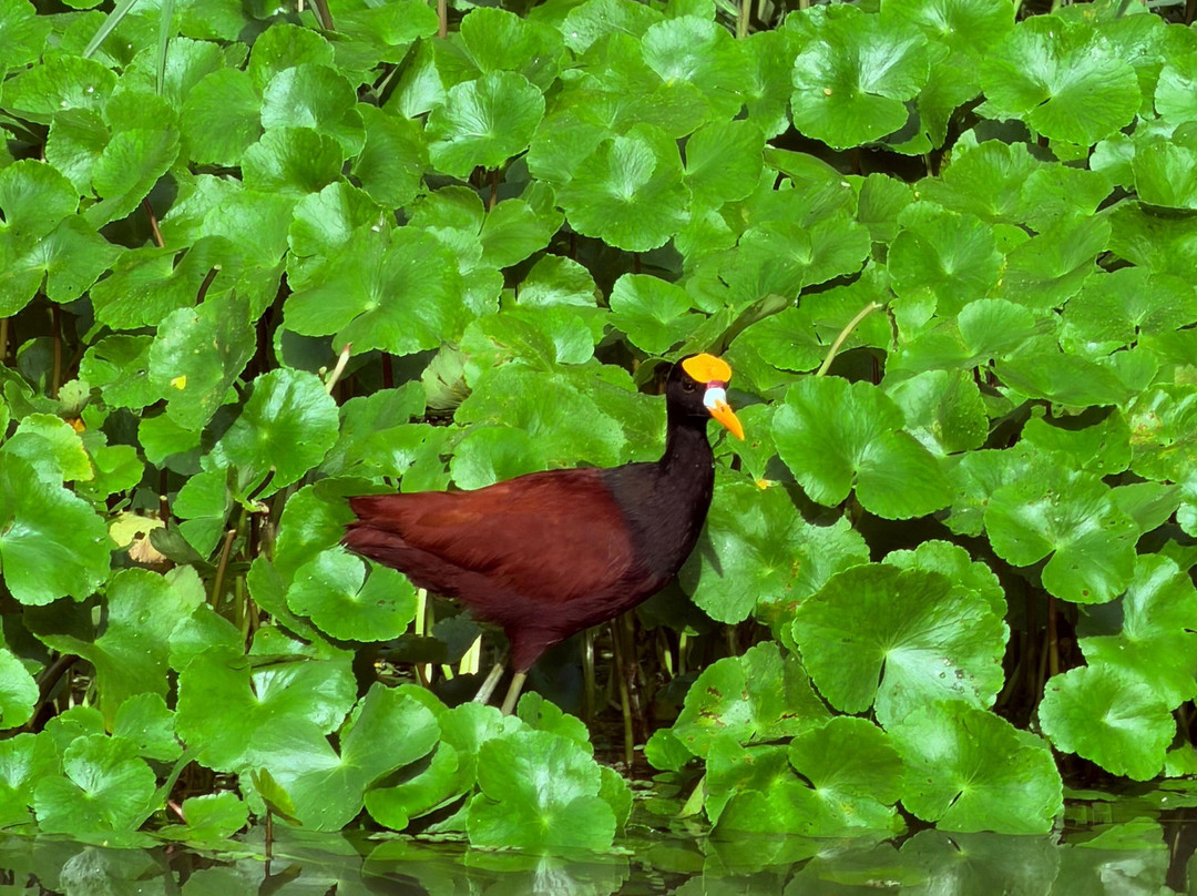 Costa Rica Roots Tours-托图杰多必去景点