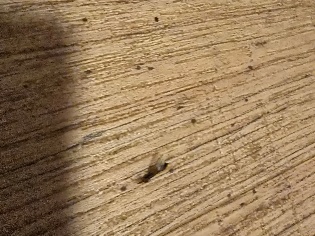 罗默卡斯特尔酒馆和酒店主图