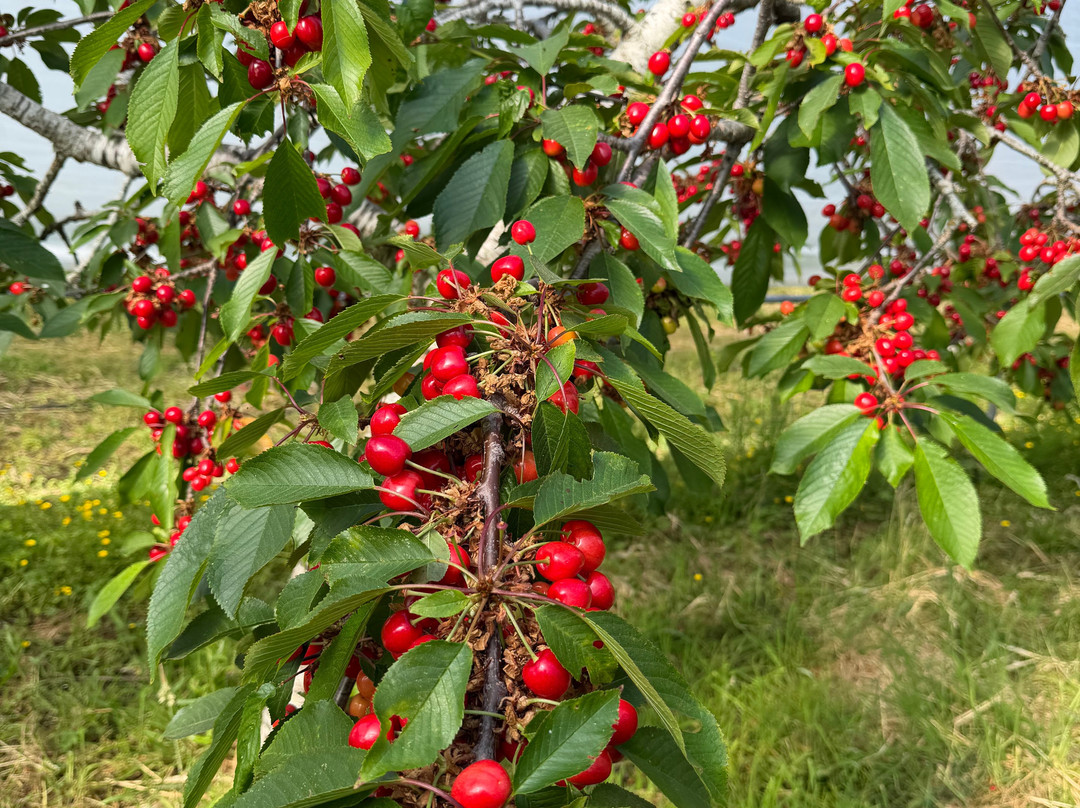 Wester Hardmuir Fruit Farm-奈恩必去景点