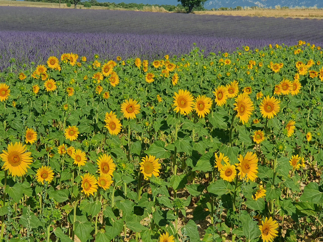 Plateau de Valensole-瓦朗索勒必去景点