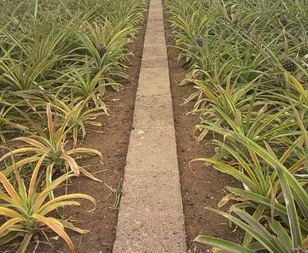 Plantação de Ananás dos Açores-蓬塔德尔加达必去景点