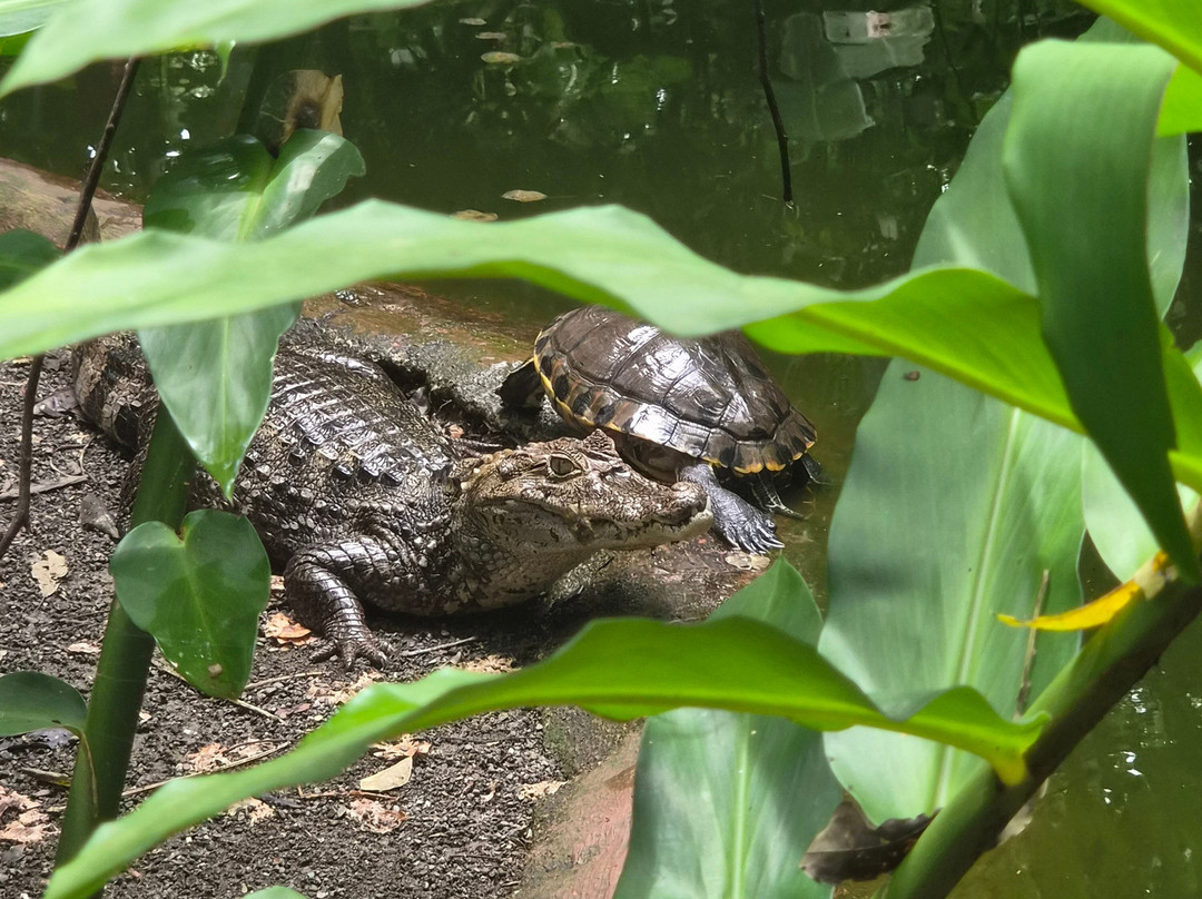 Jaguar Rescue Center-旧港必去景点