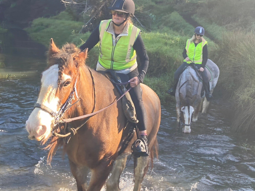 Muriwai Beach Horse Treks-穆里怀海滩必去景点