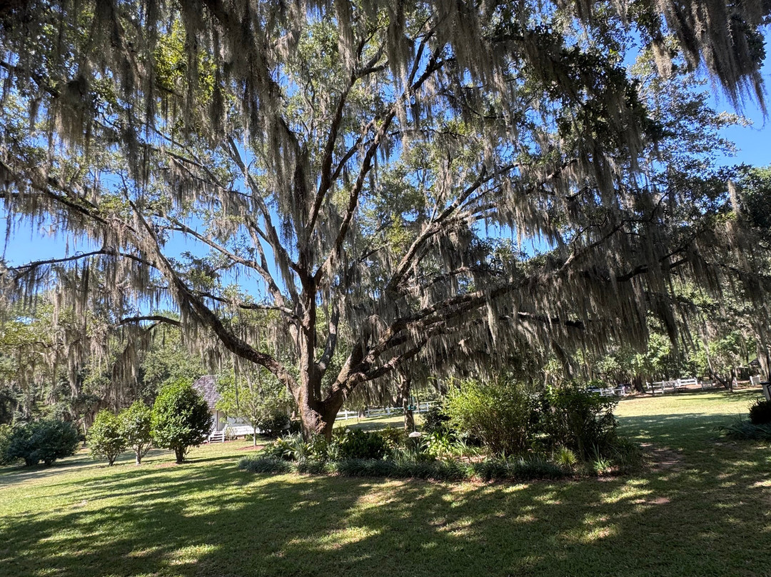 Hopsewee Plantation-乔治敦必去景点