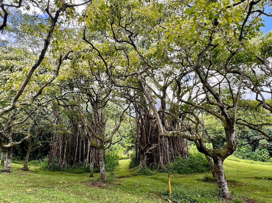 火玛卢霞植物园-卡内奥赫必去景点