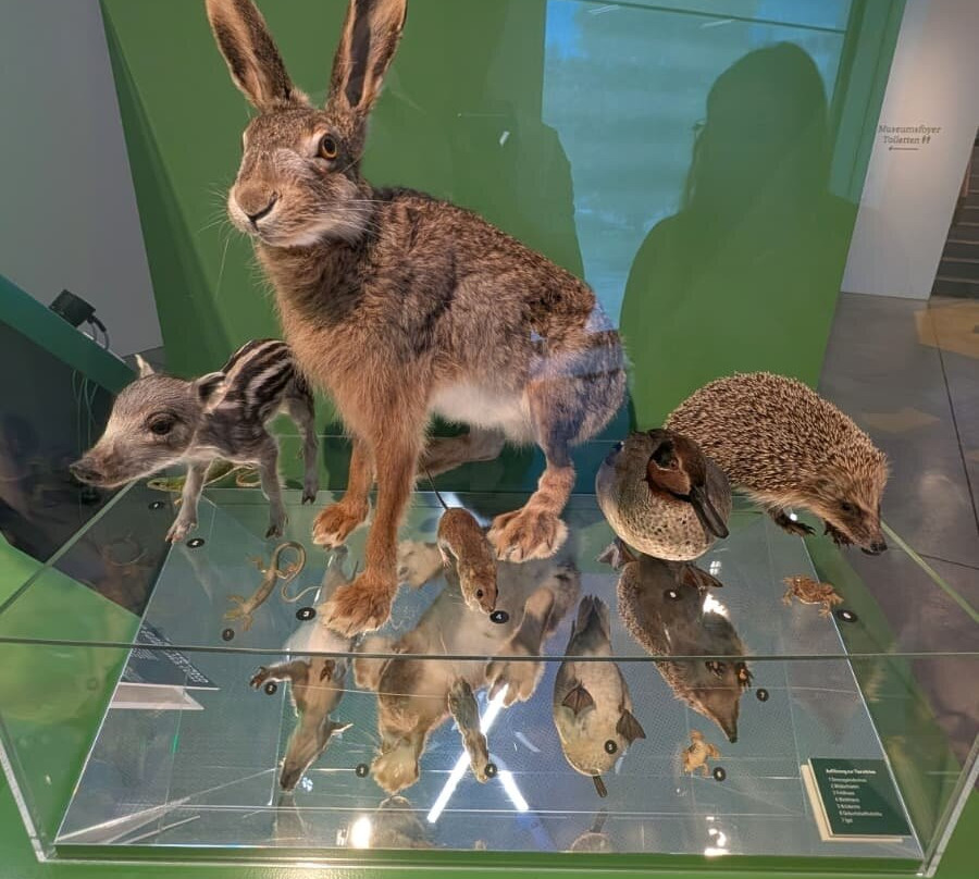 Naturmuseum St.Gallen-圣加仑必去景点
