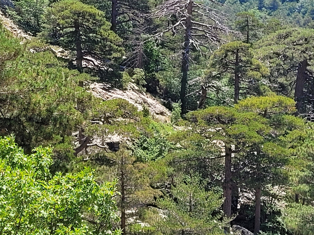 Cascades des Anglais-Vivario必去景点