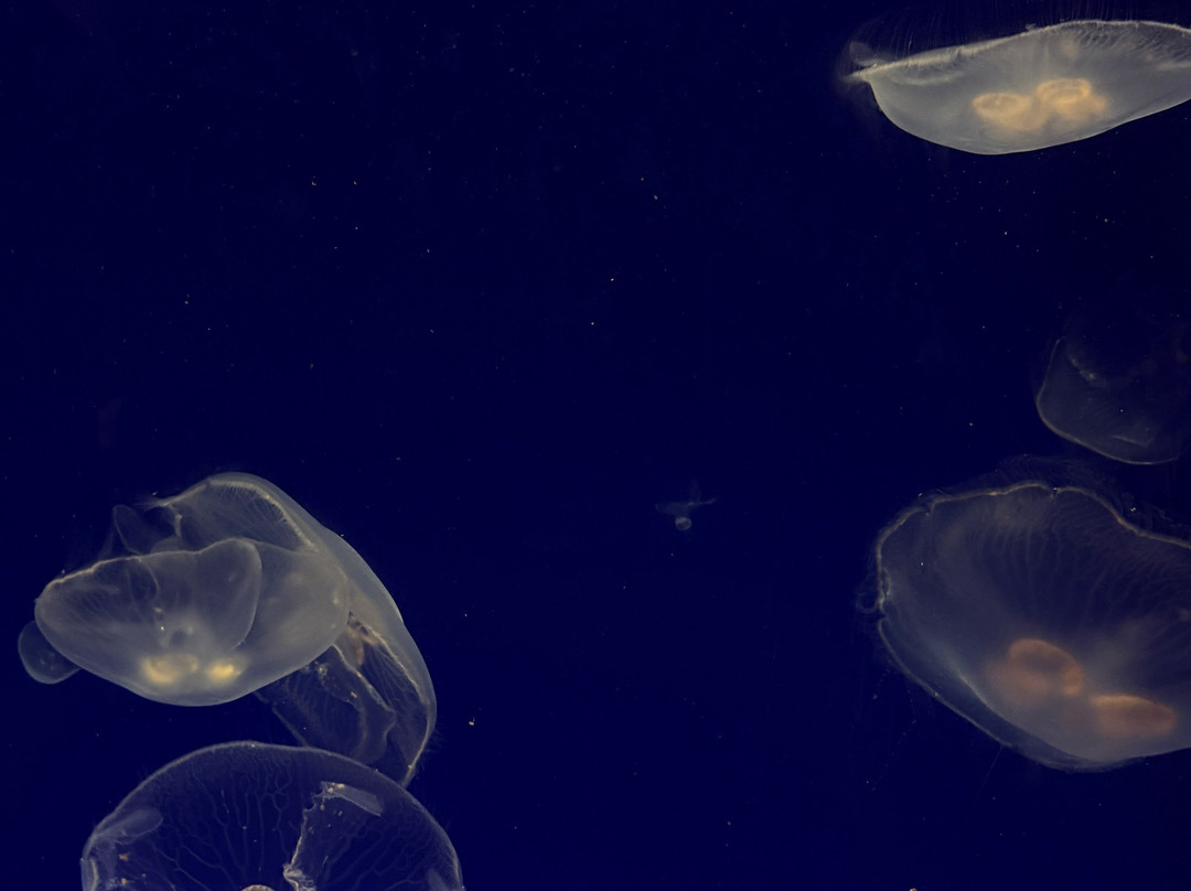 Acquario Di Livorno-里窝那必去景点