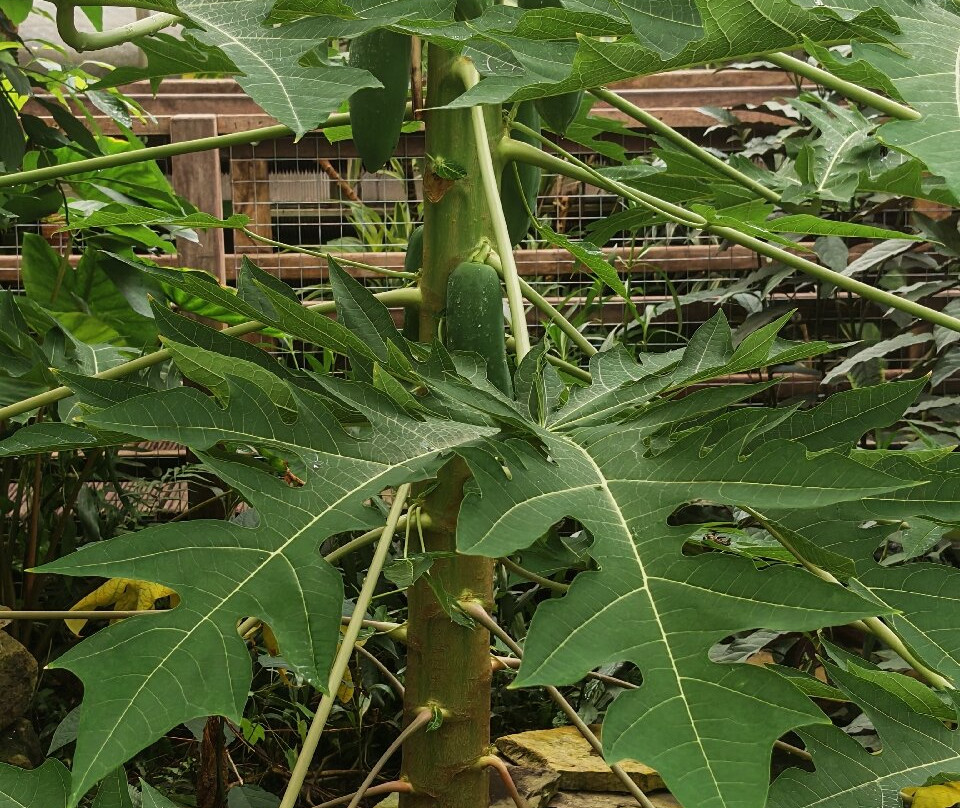 Manor Heath and Jungle Experience-哈里法克斯必去景点