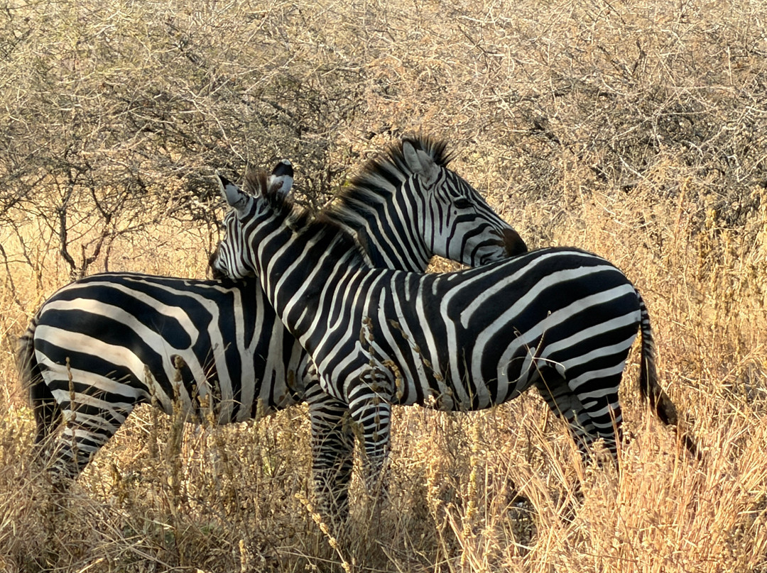 Taswira Africa Safaris-阿鲁沙必去景点