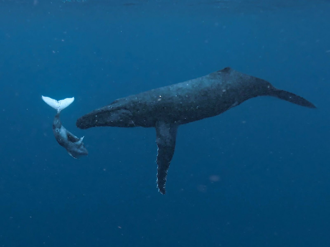 Majestic Whale Encounters-Foa Island必去景点