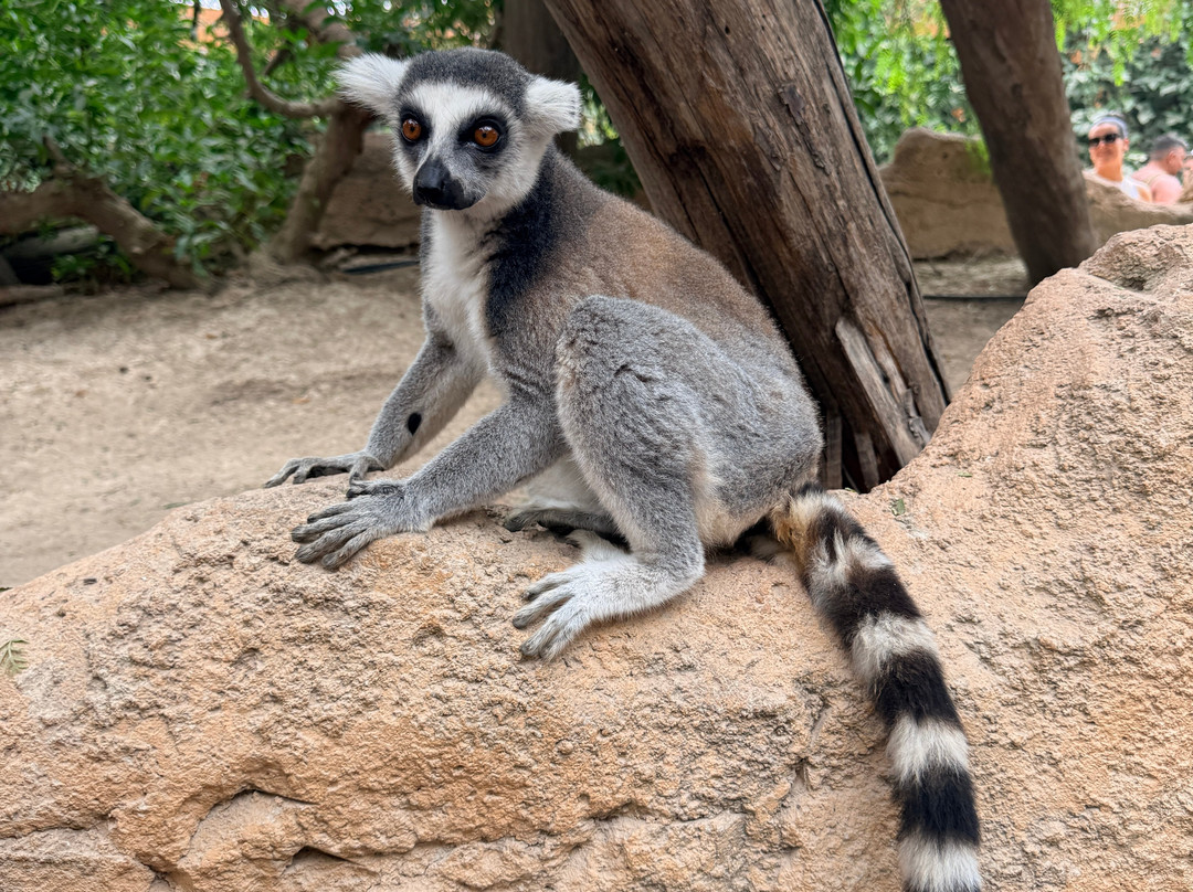 Rio Safari Elche-埃尔切必去景点