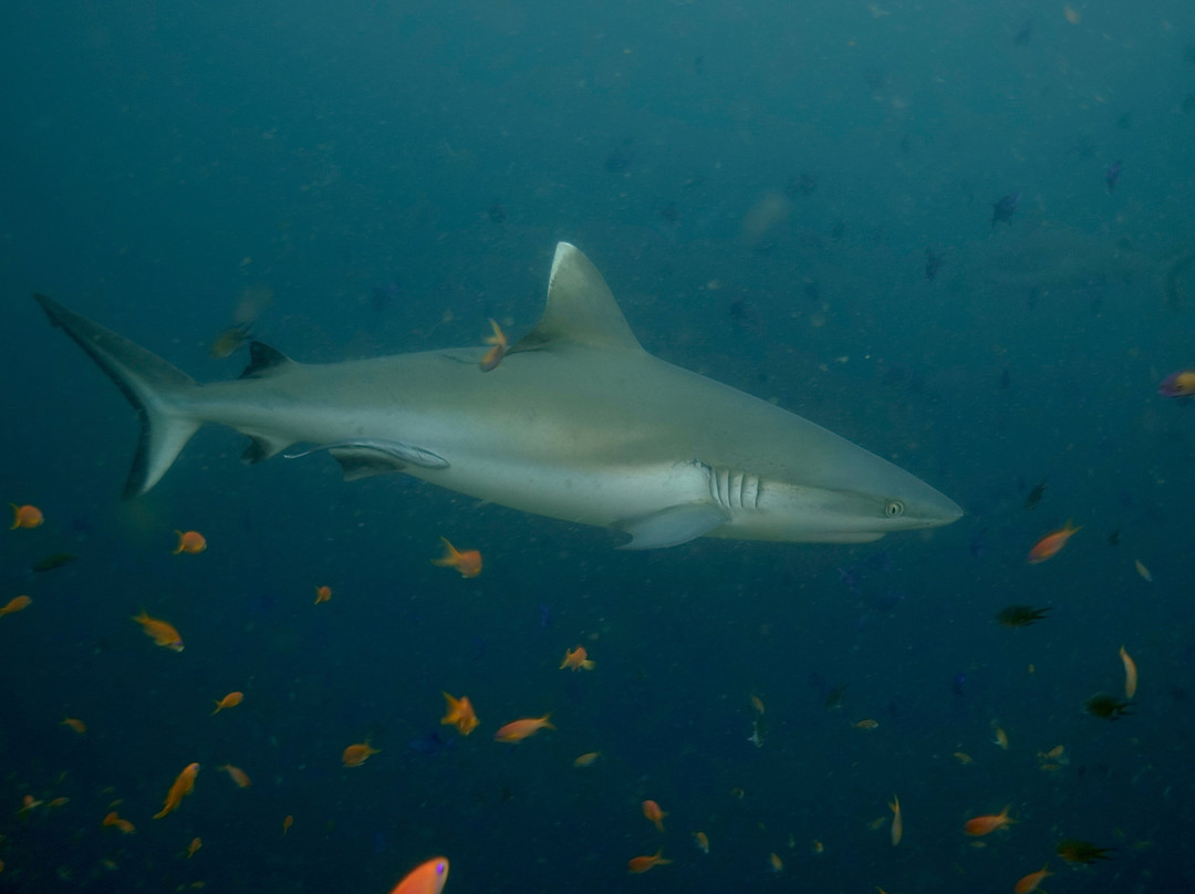 Family Divers Maldives-拉斯胡必去景点