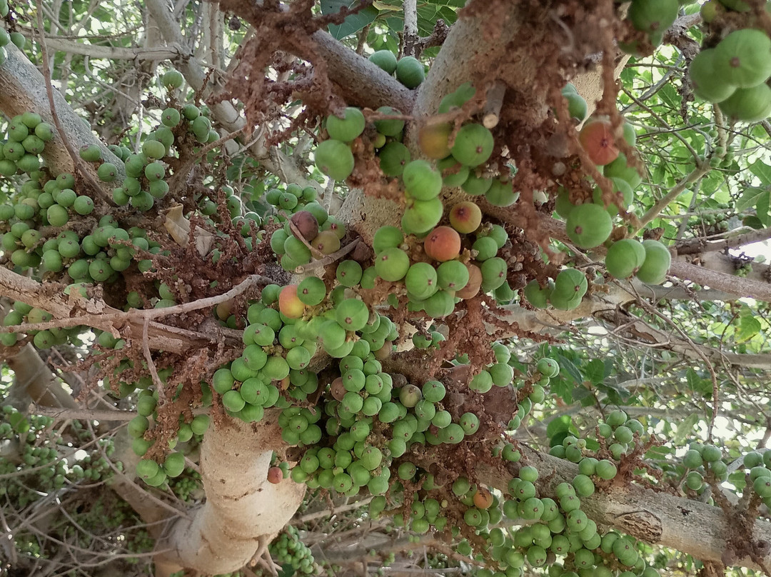 Botanical Park of Maspalomas (El Parque Botanico de Maspalomas)-马斯帕洛马斯必去景点