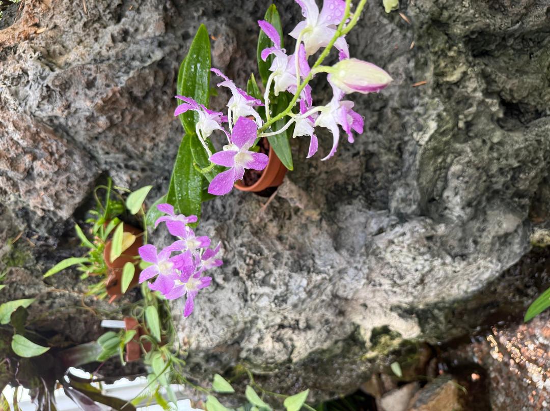 Krohn Conservatory-辛辛那提必去景点