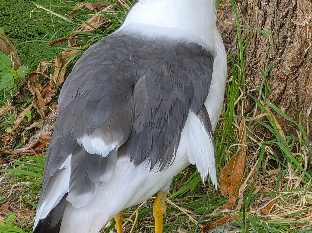 Tiggywinkles Wildlife Hospital Visitor's Centre-Haddenham必去景点