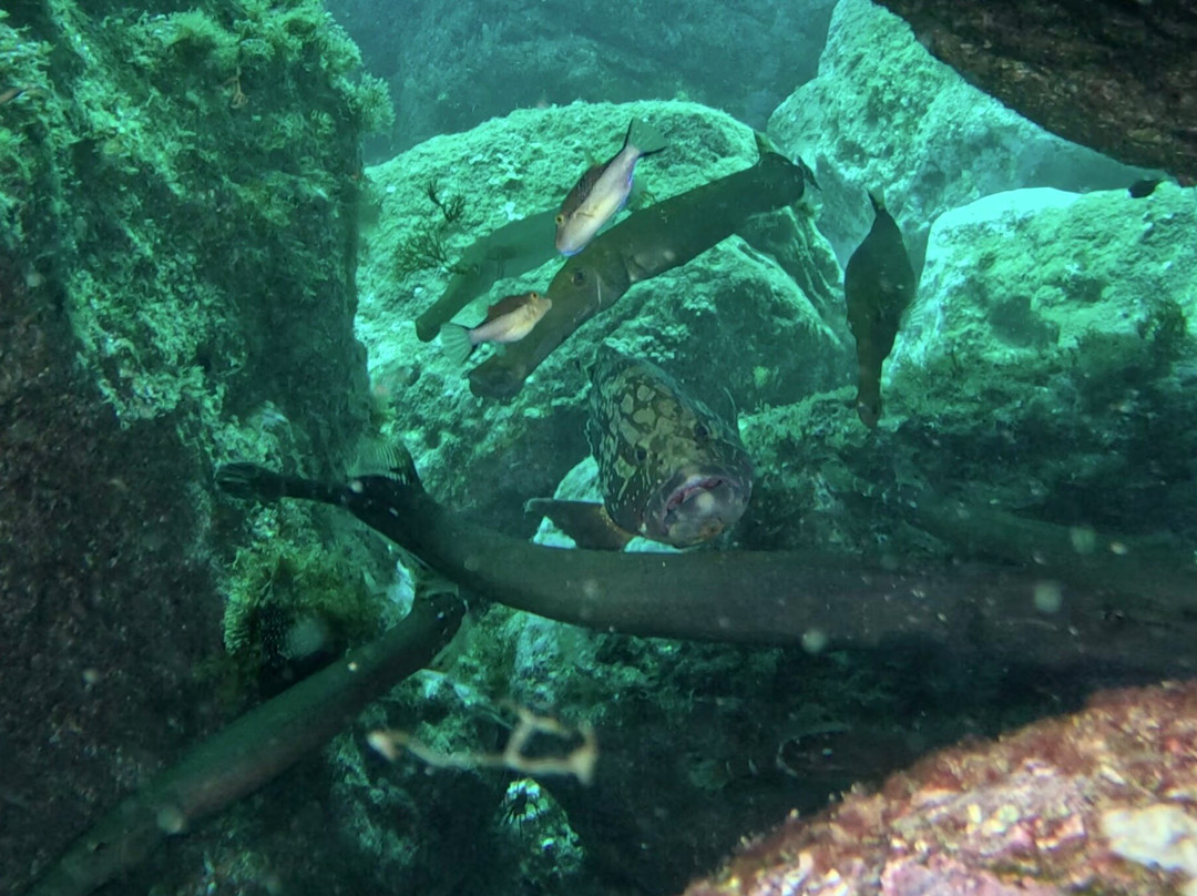 Atalaia Diving Center-Canico必去景点