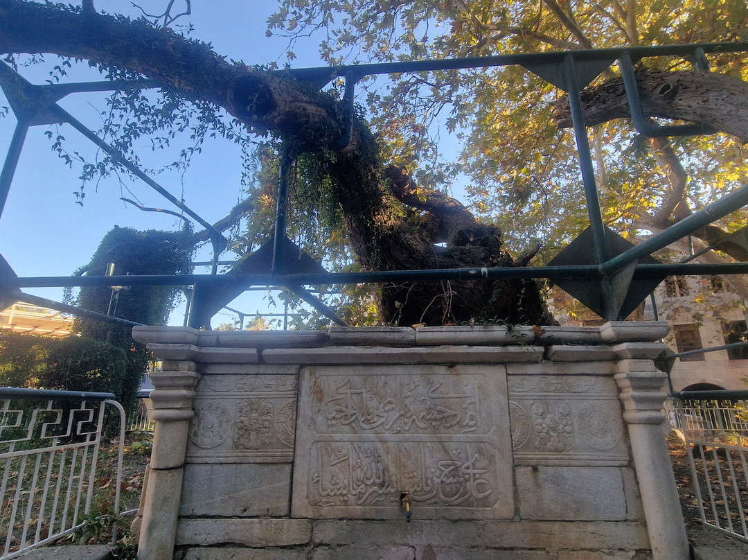 Hippocrates Tree-Kos Town必去景点