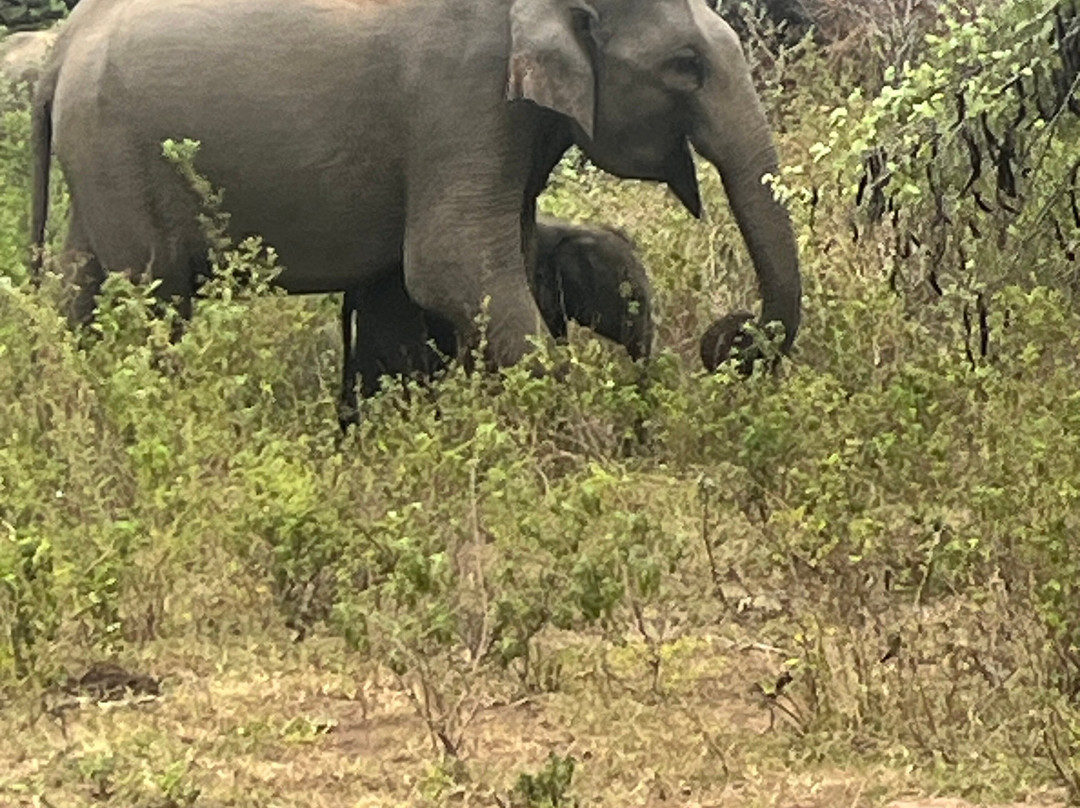Hashkora Safari Udawalawe-乌达瓦拉瓦必去景点