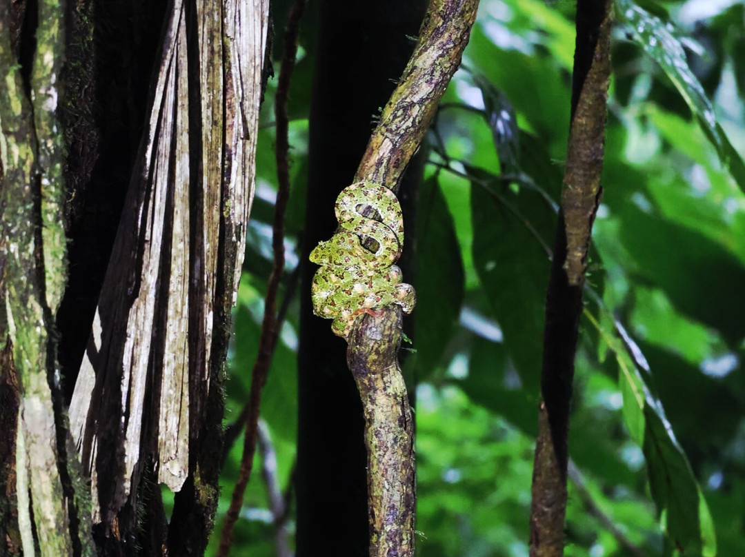 Arenal Hanging Bridges-阿雷纳火山国家公园必去景点